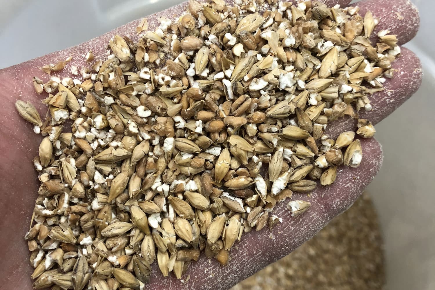 モルト（麦芽）を破砕